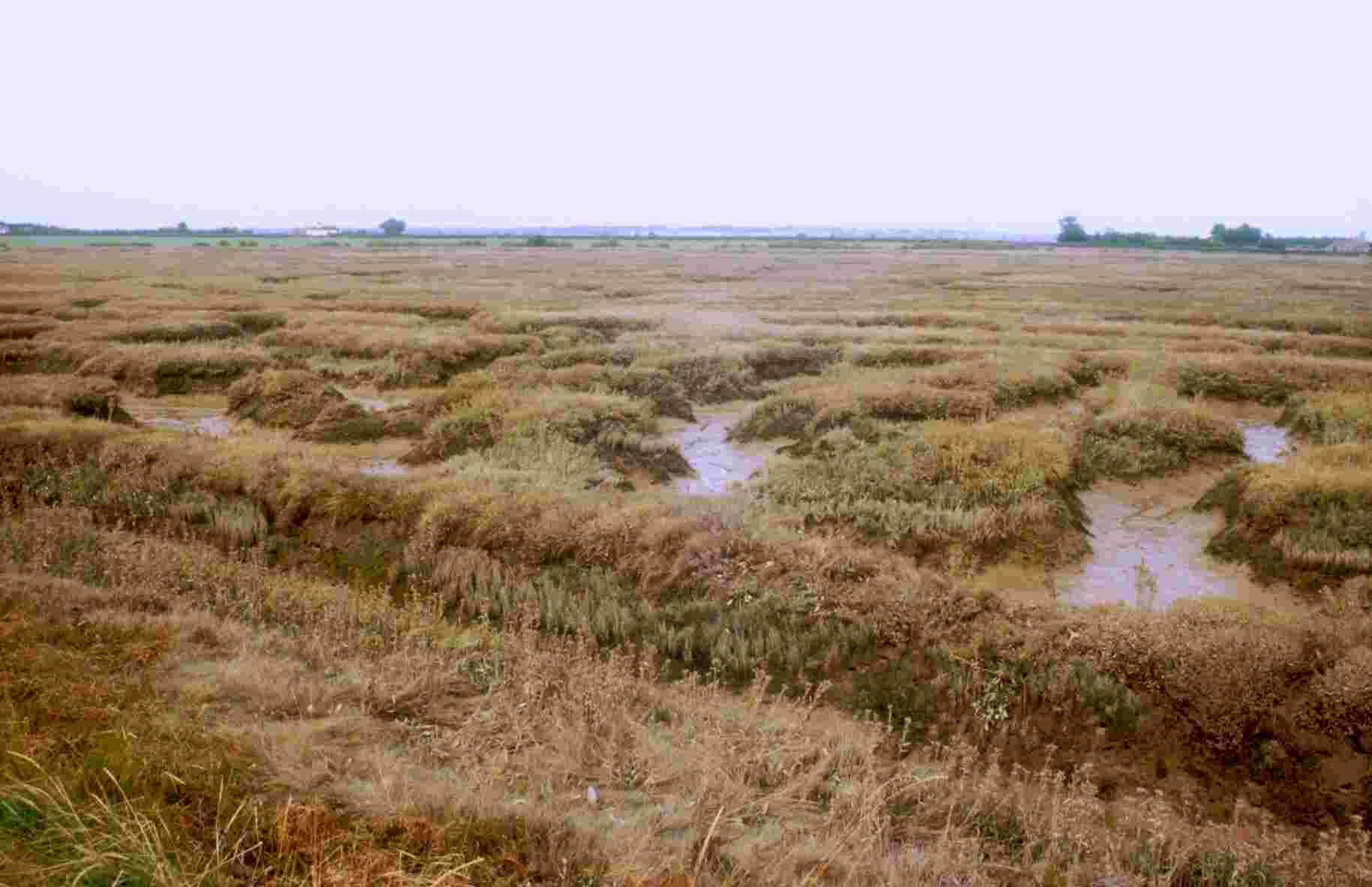 Natural marsh