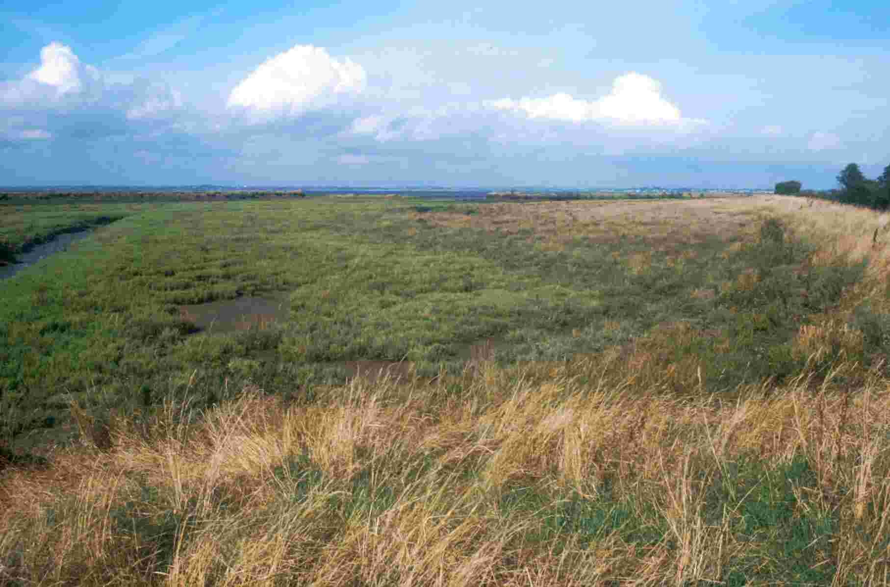 Upper marsh