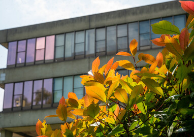 Leaves cover view of UEA building