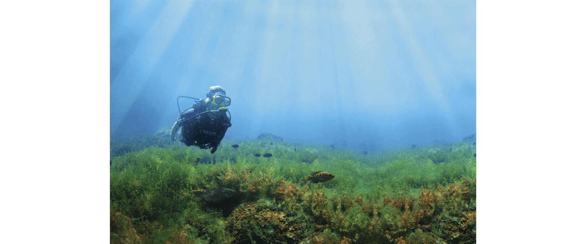 Reefs: Our Sustenance Beneath the World (Green Film Festival screening)